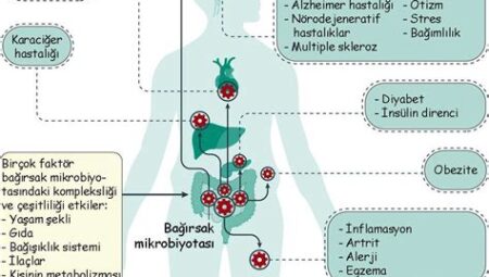 Telefon Kullanımının İnsan Sağlığı Üzerindeki Etkileri